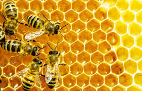 فروش طعم دهنده عسل با کیفیت